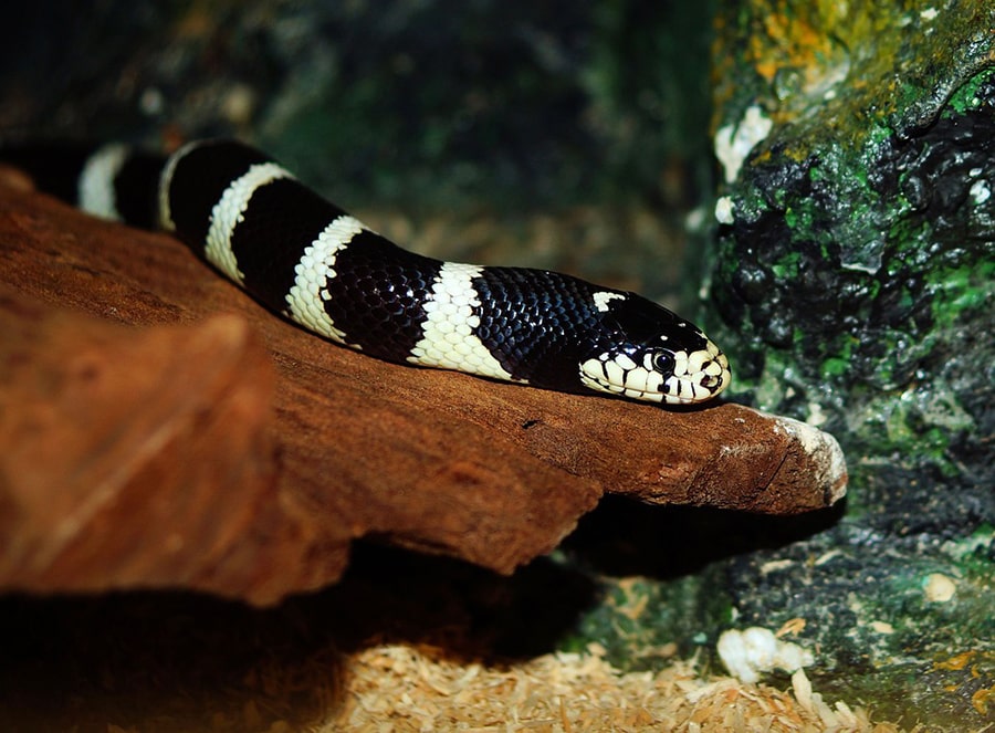 Mơ thấy rắn có đốm đen trắng.
