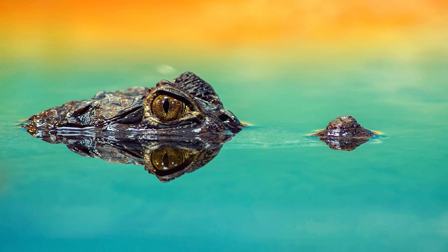 Mơ thấy cá sấu đánh con gì?