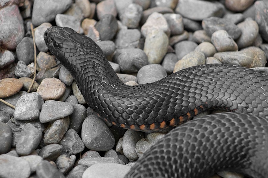 Mơ thấy con rắn đen làm bạn sợ.