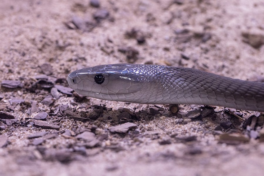 Thấy một con rắn đen trong cỏ hoặc trong cát