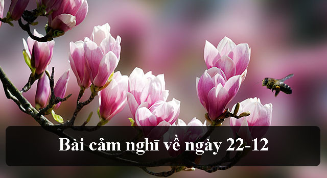 Bài cảm nghĩ về ngày 22-12 hay và ý nghĩa