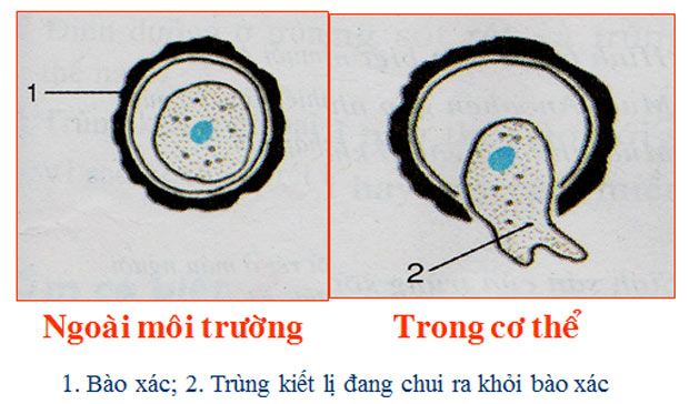 Bào xác của trùng kiết lị xâm nhập vào cơ thể người thông qua con đường nào?