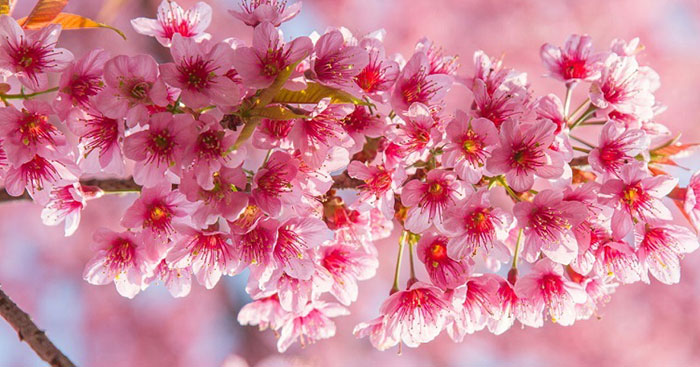 Cách giữ hoa Đào tươi lâu đón Tết