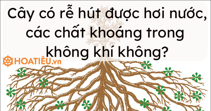 Cây có rễ hút được hơi nước và các chất khoáng trong không khí không?