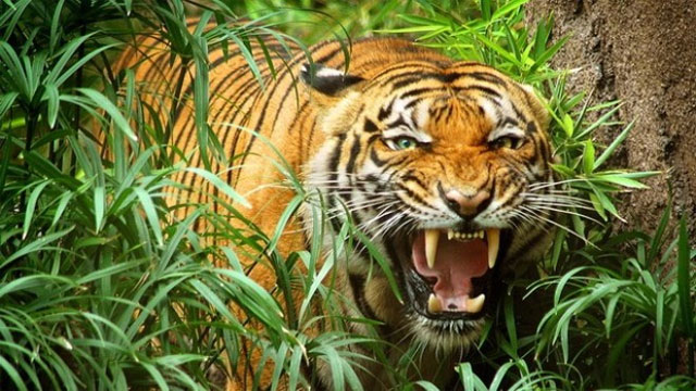 Hình ảnh con hổ trong bài thơ Nhớ rừng