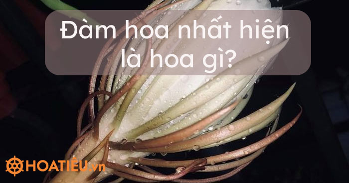 Đàm hoa nhất hiện là tên gọi khác của loài hoa nào?
