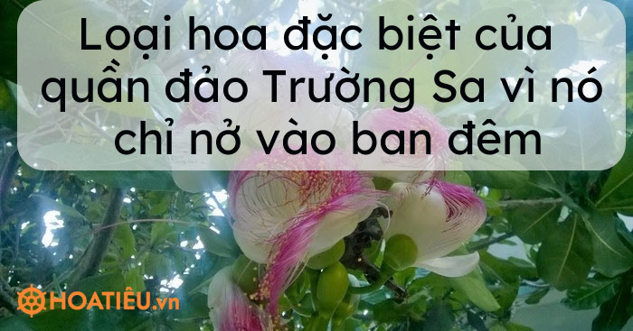 Loại hoa đặc biệt của quần đảo Trường Sa vì nó chỉ nở vào ban đêm