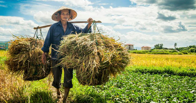 Đơn đề nghị chi trả phí bảo hiểm nông nghiệp