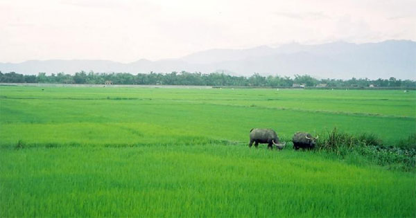 Mẫu đơn xin giao đất nông nghiệp