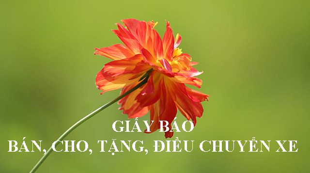 Giấy báo bán, cho, tặng, điều chuyển xe