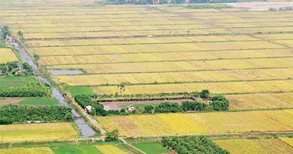 Hướng dẫn thủ tục cấp lại Giấy chứng nhận quyền sử dụng đất bị mất