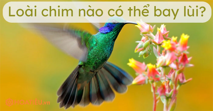 Loài chim nào có thể bay lùi?