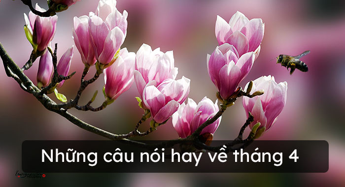 Lời chúc tháng tư – Những câu nói hay về tháng 4