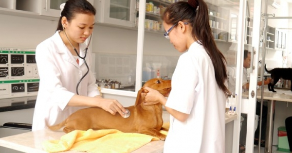 Mẫu đơn đăng ký cấp chứng chỉ hành nghề thú y
