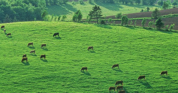 Mẫu thanh toán nợ tiền sử dụng đất