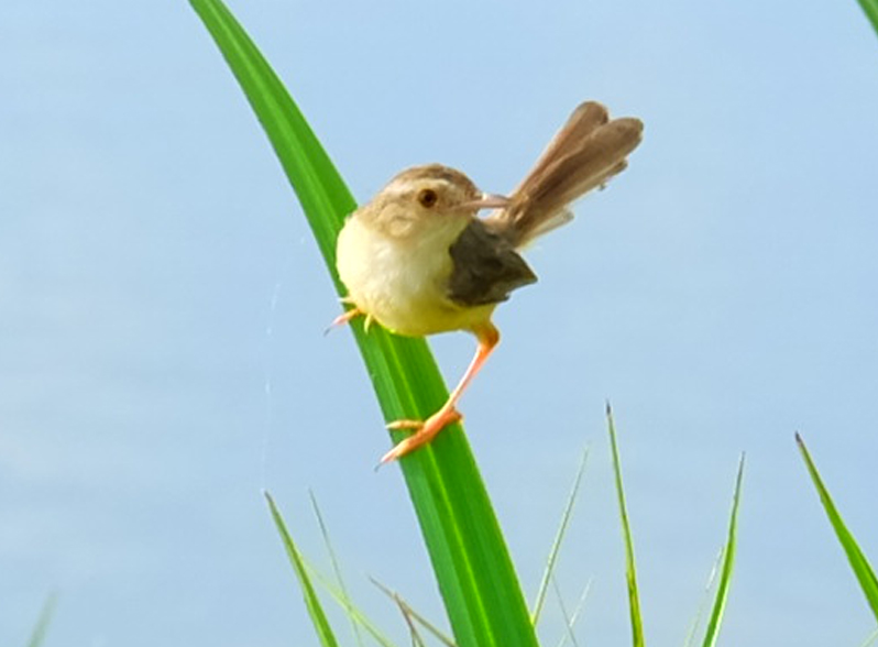 Phân tích Mùa xuân nho nhỏ