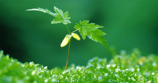 Phiếu đề xuất nhiệm vụ môi trường