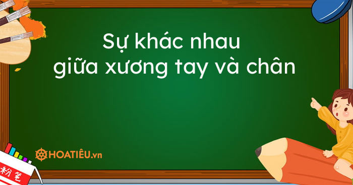 Sự khác nhau giữa xương tay và chân