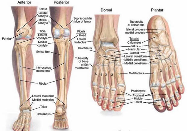 Tìm những điểm giống nhau và khác nhau giữa xương tay và xương chân