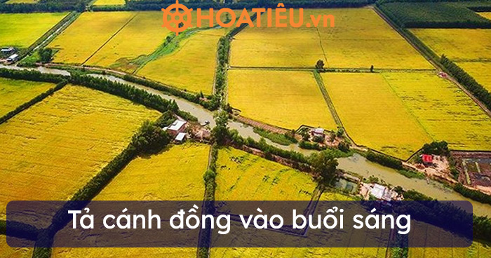 Top 8 Tả cánh đồng vào buổi sáng ngắn gọn
