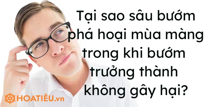 Tại sao sâu bướm phá hoại mùa màng trong khi bướm trưởng thành không gây hại?