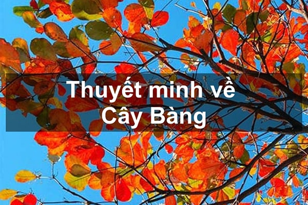 Thuyết minh về cây bàng