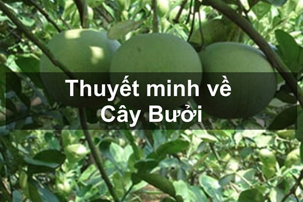 Thuyết minh về cây bưởi