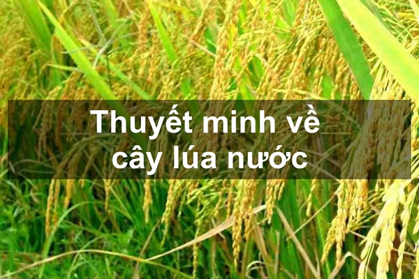 Thuyết minh về cây lúa