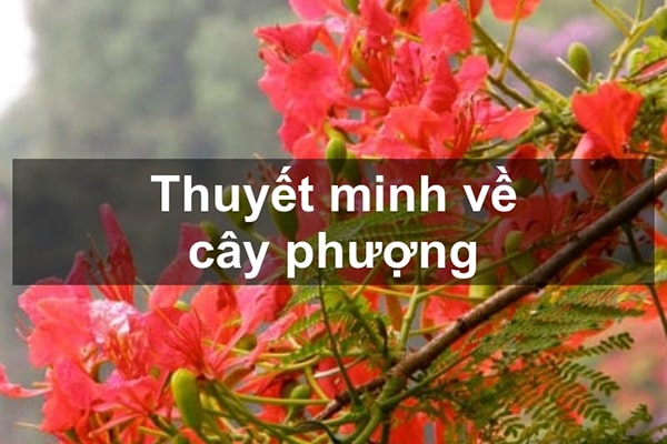 Thuyết minh về cây phượng