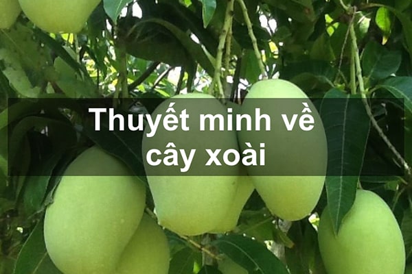Thuyết minh về cây xoài