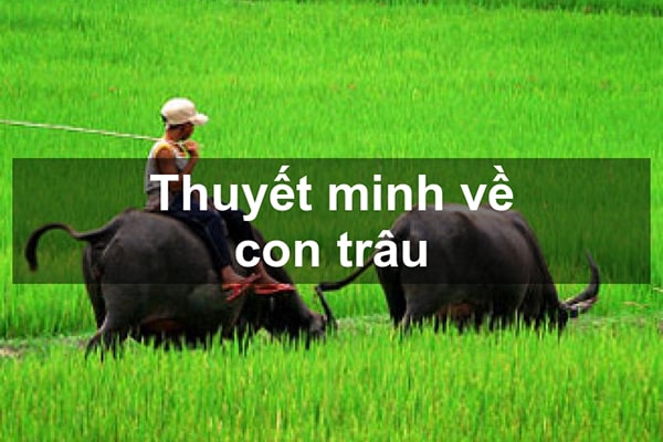 Thuyết minh về con trâu