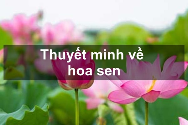 Thuyết minh về Hoa Sen