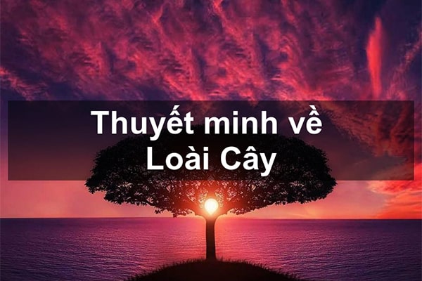 Thuyết minh về loài cây