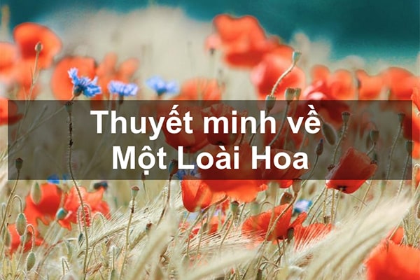 Thuyết minh về một loài hoa
