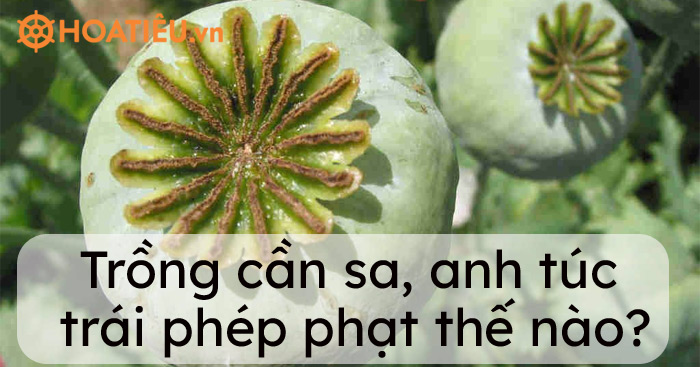 Trồng cần sa, anh túc trái phép phạt thế nào?