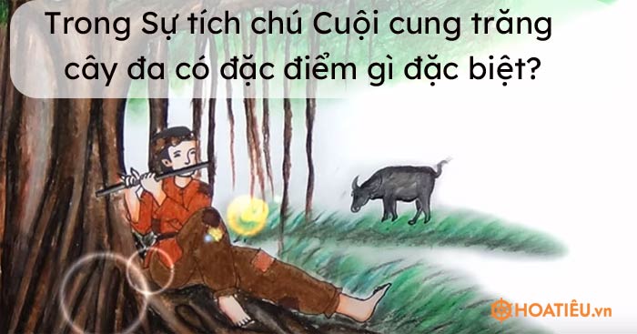 Trong Sự tích chú Cuội cung trăng (bản Nguyễn Đổng Chi), cây đa có đặc điểm gì đặc biệt?