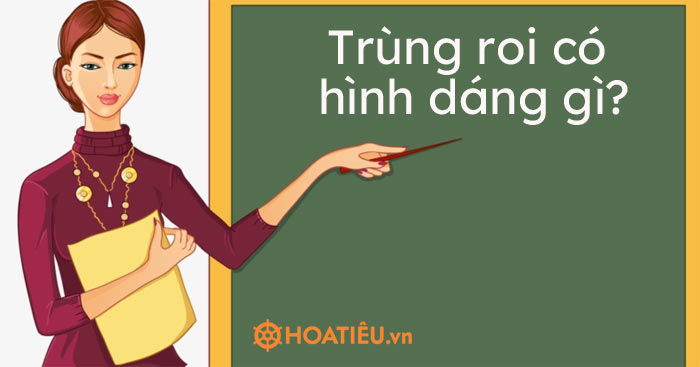 Trùng roi có hình dạng thế nào?