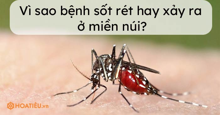 Vì sao bệnh sốt rét hay xảy ra ở miền núi?
