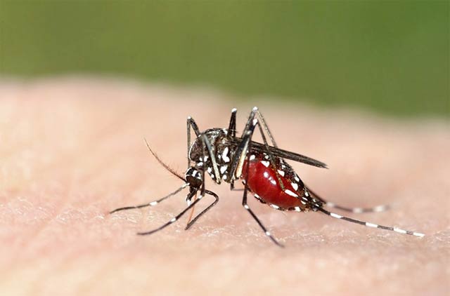 Vì sao bệnh sốt rét hay xảy ra ở miền núi?