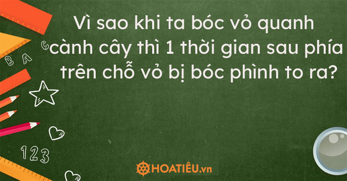 Vì sao khi ta bóc vỏ quanh cành cây thì 1 thời gian sau phía trên chỗ vỏ bị bóc phình to ra?