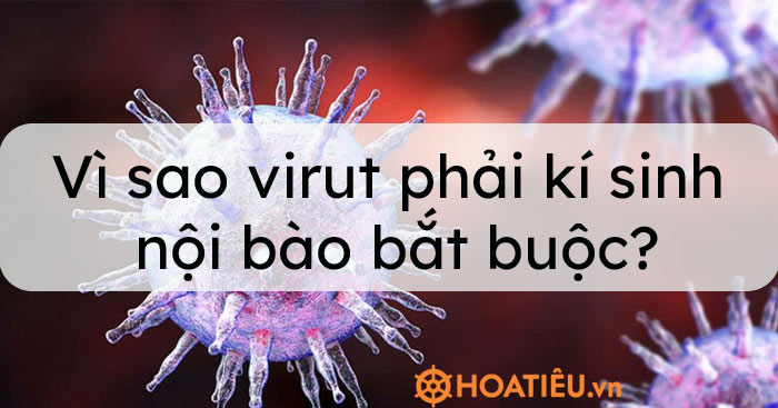 Vì sao virut phải kí sinh nội bào bắt buộc?
