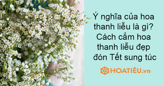 Ý nghĩa của hoa thanh liễu là gì? Cách cắm hoa thanh liễu đẹp đón Tết sung túc