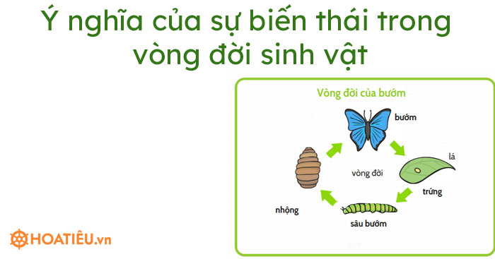 Ý nghĩa của sự biến thái trong vòng đời sinh vật